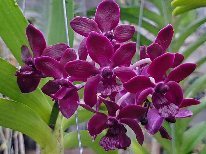 plant spray for indoor plants Instant Plant Protection