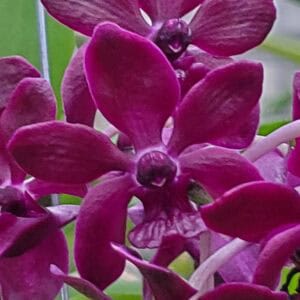 20260106_152942-R-300x300 Rhv. Coln Marie x Rhynchostylis gigantea Red