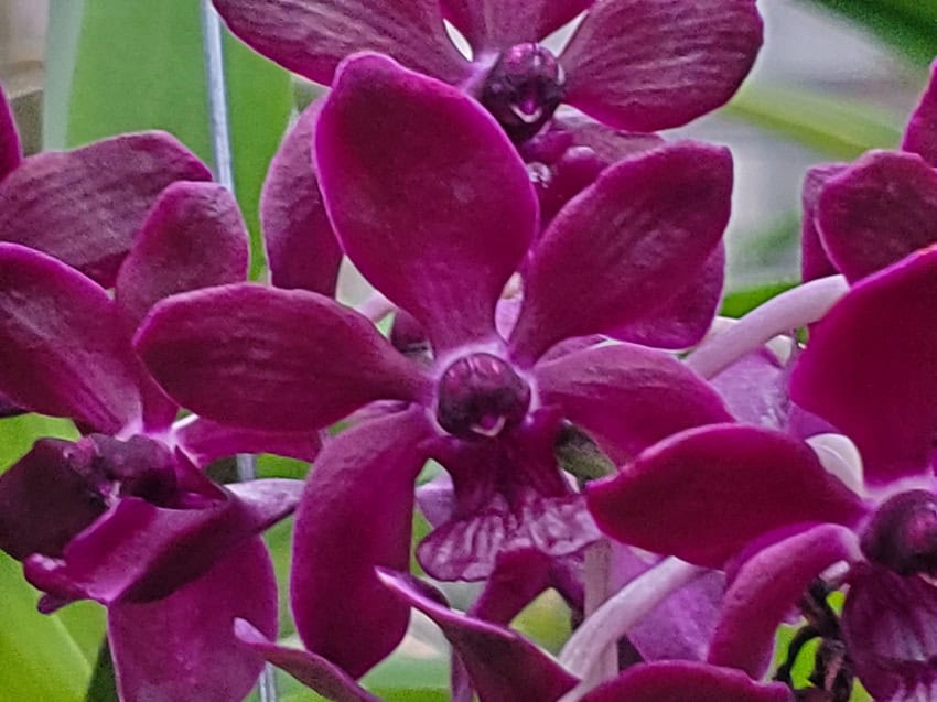 20260106_152942-R PachydermFest 26