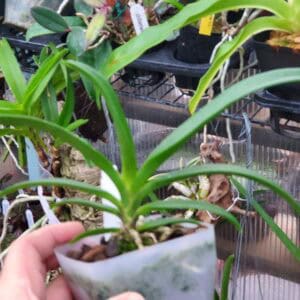 20260106_153020-R-300x300 Vandachostylis Hsinying Starry