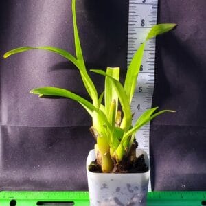 20260107_165311-R-300x300 Oncidium Sharry Baby 'Sweet Fragrance' AM/AOS