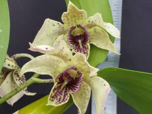 20260121_151141-R-300x225 Orchid Showroom 2: January 2026 20260121_151141-R-300x225 Orchid Showroom 2: January 2026