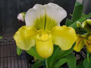 20260123_162720-R-300x225 Orchid Showroom 2: January 2026 20260123_162720-R-300x225 Orchid Showroom 2: January 2026