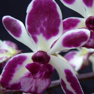 Cropped-1-300x300 Vandachostylis Hsinying Starry