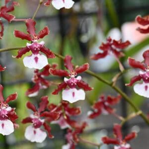 DSC_9688-R-300x300 Oncidium Sharry Baby 'Sweet Fragrance' AM/AOS
