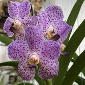 IMG_3625-R-300x300 Vanda Perry Como 1