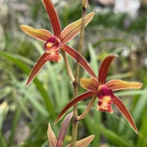 IMG_3654-300x300 Chinese Cymbidium sinense Xiang Gong Zhu