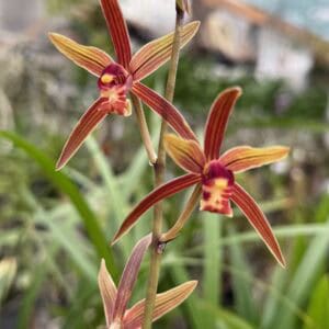 IMG_3655-300x300 Chinese Cymbidium sinense Xiang Gong Zhu