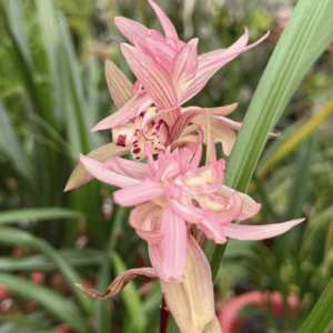 IMG_3716-300x300 Chinese Cymbidium tortisepalum Chun Nuan Hua Kai