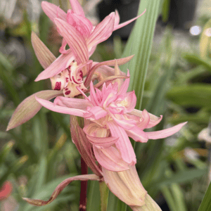 IMG_3717-300x300 Chinese Cymbidium tortisepalum Chun Nuan Hua Kai