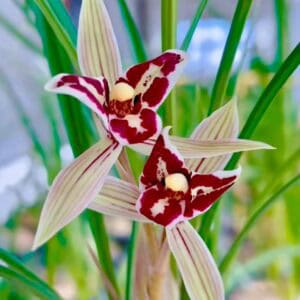 IMG_3780-300x300 Chinese Cymbidium tortisepalum Hong Man Tian
