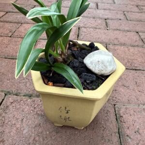 IMG_3810-300x300 Chinese Cymbidium ensifolium Chan Yue Da Mo