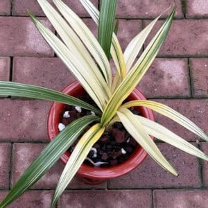 IMG_3818-300x300 Chinese Cymbidium sinense Zang Long( Variegated Leaves)