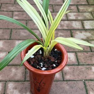 IMG_3819-300x300 Chinese Cymbidium sinense Zang Long( Variegated Leaves)