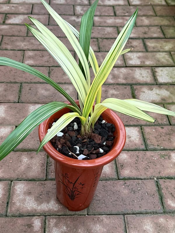 Chinese Cymbidium sinense Zang Long( Variegated Leaves) – Bergen