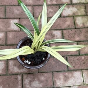 IMG_3822-300x300 Chinese Cymbidium sinense Zang Long( Variegated Leaves)