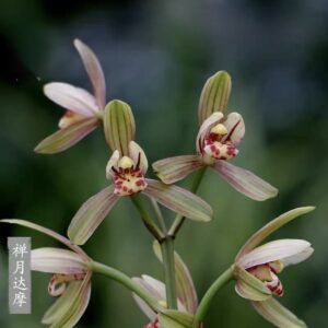 IMG_3843-300x300 Chinese Cymbidium ensifolium Chan Yue Da Mo