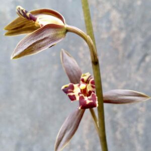 IMG_3922-300x300 Chinese Cymbidium sinense Wen Han Qi Die