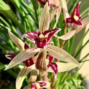 IMG_3927-300x300 Chinese Cymbidium tortisepalum Hong Man Tian