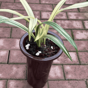 Zang-Long-1-300x300 Chinese Cymbidium sinense Zang Long( Variegated Leaves)