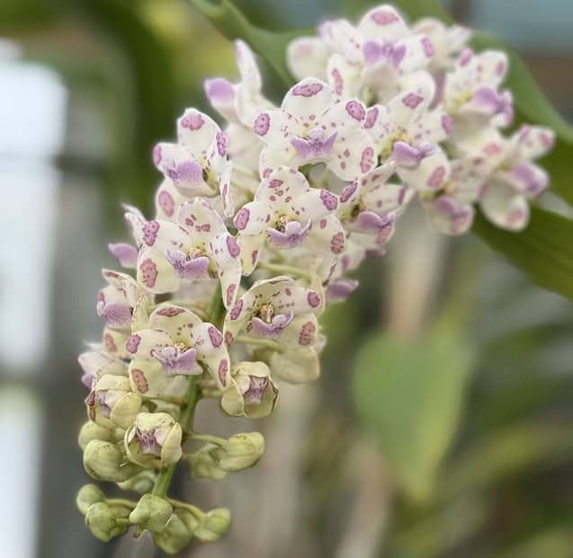 image74 PachydermFest 26