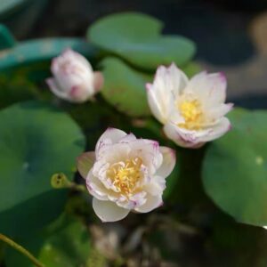 218eb5e4625bb88dd08156934148eefa-300x300 38-Wan Qin Lotus New Micro Lotus for 2026