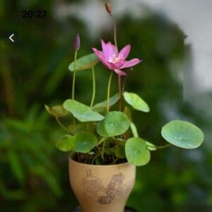 236116fab73303beff7d932e44edbce1-RR-300x300 36-Qian Qing Han Lotus New Micro Lotus for 2026