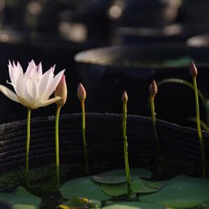 3eab609d7121fe5bf917f07d63dd39c2-300x300 33-Ling Yan Lotus New Micro Lotus for 2026