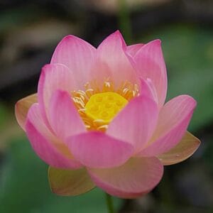 4190150e7bd190f855285305389d7365-300x300 31-Su Guo Lotus New Micro Lotus for 2026