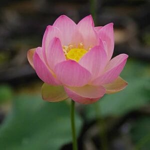 6e8c168d943322a579ad4c8865980f7b-300x300 31-Su Guo Lotus New Micro Lotus for 2026