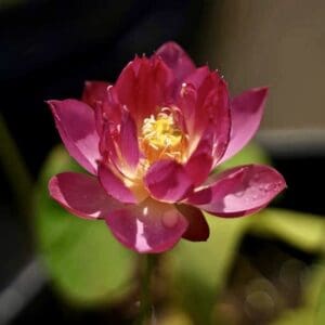 80a13970a5a8652639ccfc9fdd803bf7-RR-300x300 32-Zi Xuan Lotus New Micro Lotus for 2026