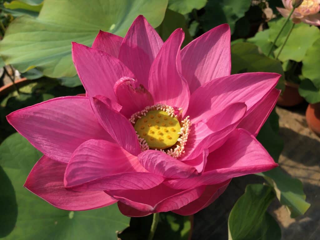 IMG_1851-1-1024x768 Tropical Lotus : Large Plants & Large Flowers