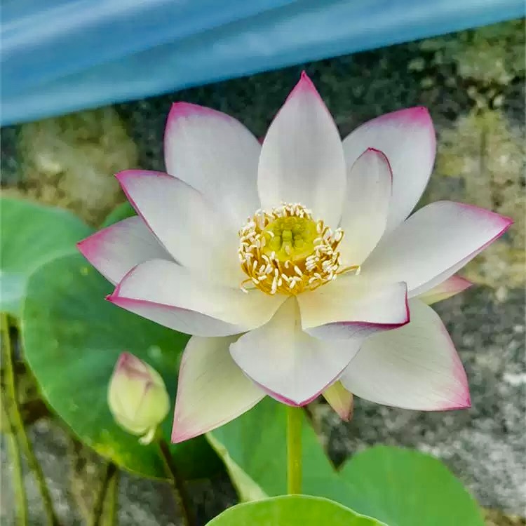 Yu Xue Han Dan Lotus New for 2026 – Bergen Water Gardens, Lotus
