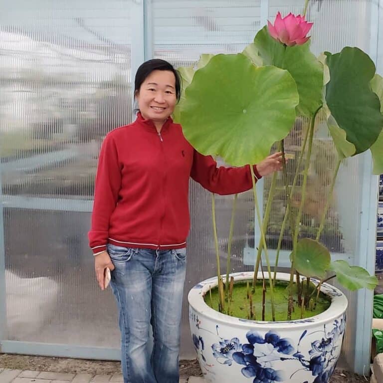 IMG_6125-768x768 Tropical Lotus : Large Plants & Large Flowers