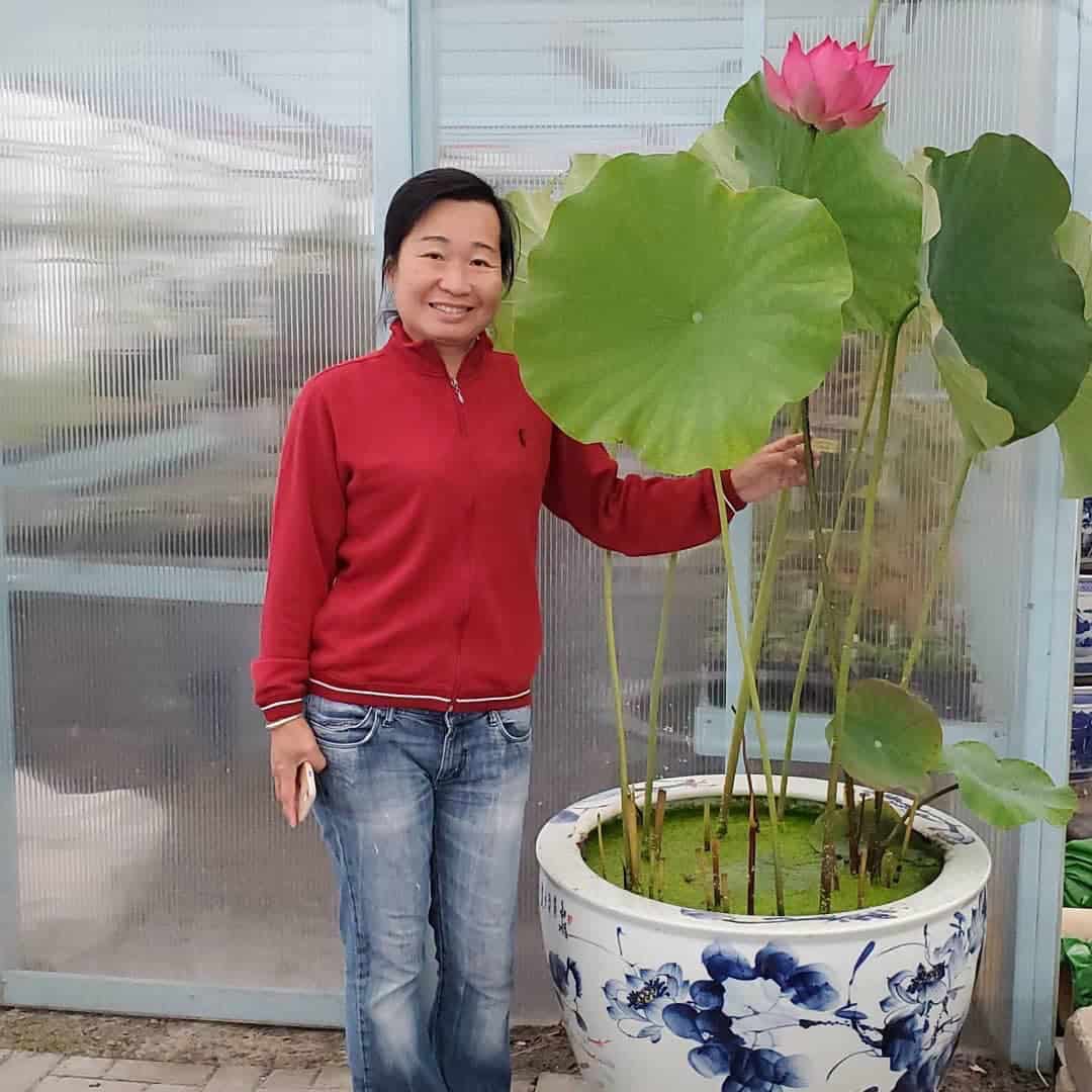 IMG_6125 Tropical Lotus : Large Plants & Large Flowers