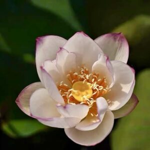 a64c55b40a6e3fe25120b5697046e339-R-300x300 38-Wan Qin Lotus New Micro Lotus for 2026