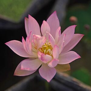 c7171797dc8b92a7259874f10fcc3383-300x300 33-Ling Yan Lotus New Micro Lotus for 2026