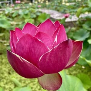 07b487054705c2922d9fd6cc72957801-RR-300x300 36-Zi Shou Jin Zhang Lotus New for 2026