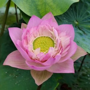 337c46635b86c19a4aea301a78639823-RR-300x300 Sunflower Lotus New for 2027