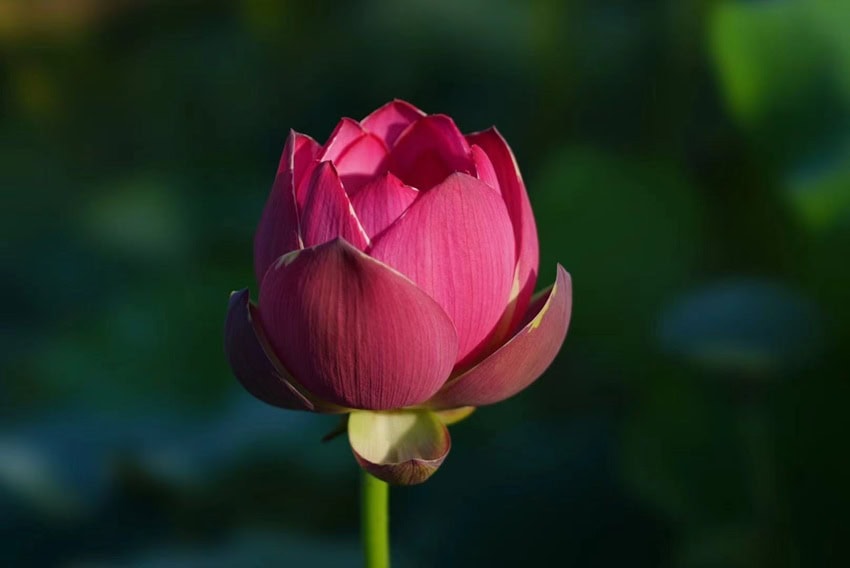 Lotusinhandまとめ売り5個(バラ売り可) Zi Shou Jin Zhang Lotus New for 2026 – Bergen Water Gardens, Lotus