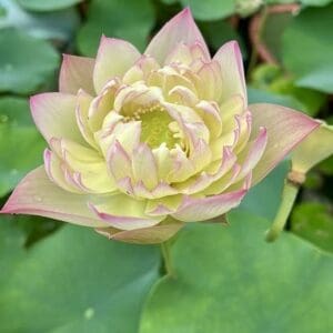 49ca8fd397ed75ac812343e4a8078767-RR-300x300 42-Zui Fu Rong Lotus New for 2026