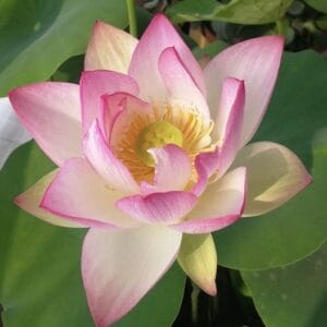 4f47a6d3eb44b71d5c8791cf670a4f9f-300x300 00-Jing Yan 6 Lotus - WINNER!!!!! Excellent Blooming , Shipping in spring (ON SALE NOW)