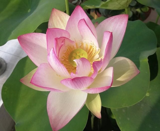 4f47a6d3eb44b71d5c8791cf670a4f9f Suprise New Lotus for 2026