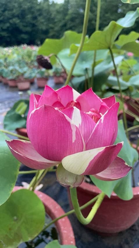 7e5d4f28746a81ca695b3fa9d6291ce4-RR Suprise New Lotus for 2026