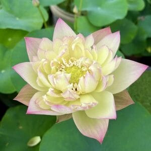 9099f797cfcfa5ff5a1c336bdd15bb4c-RR-300x300 42-Zui Fu Rong Lotus New for 2026