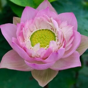 91a6d8f24754f853f69916ec2441201f-RR-300x300 Sunflower Lotus New for 2027