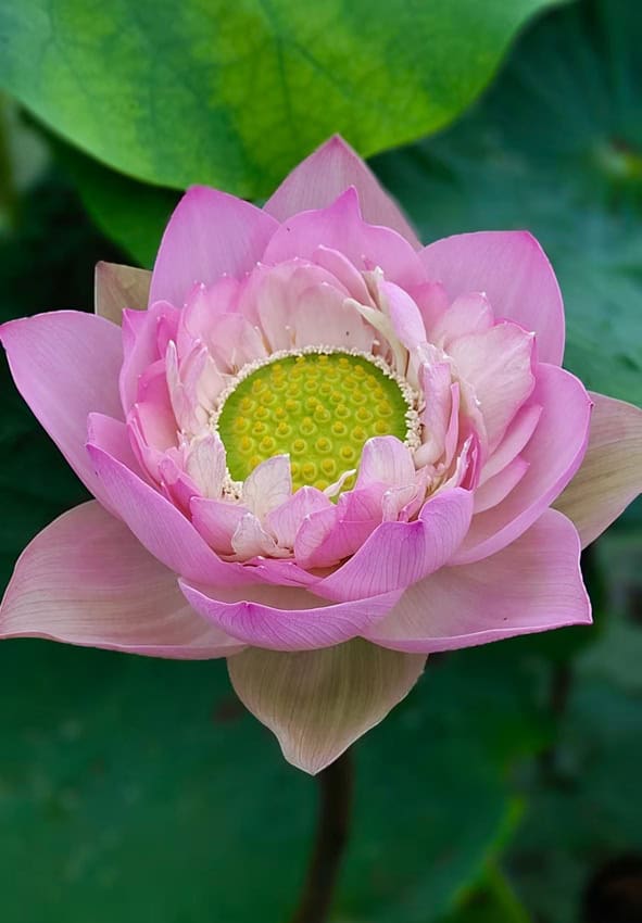 91a6d8f24754f853f69916ec2441201f-RR Suprise New Lotus for 2026