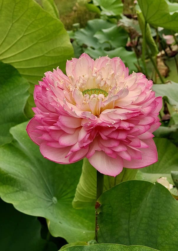 45-Pink 1000 Petal Lotus New for 2026 – Bergen Water Gardens