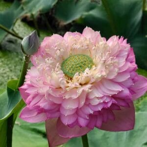 RR-300x300 Pink 1000 Petal Lotus ( Shipping in spring 2027)