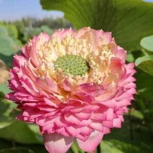 aaabd297af996f9d816b0849a0fe2208-RR-300x300 Pink 1000 Petal Lotus ( Shipping in spring 2027)